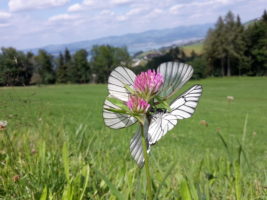 Natur