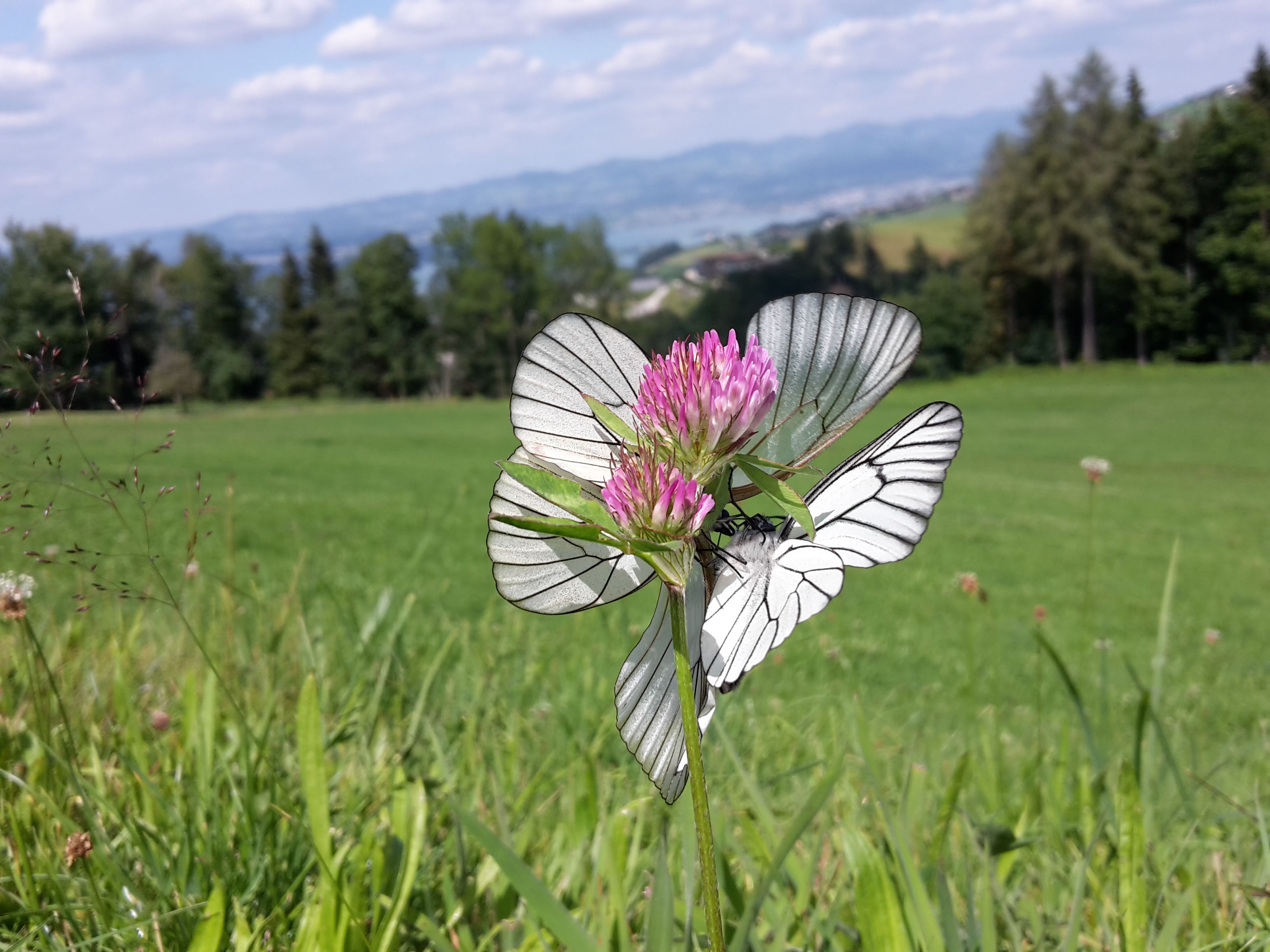 Natur